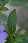 Carolina wild petunia